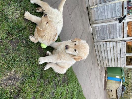 Πωλείται κουτάβι Golden Retriever
