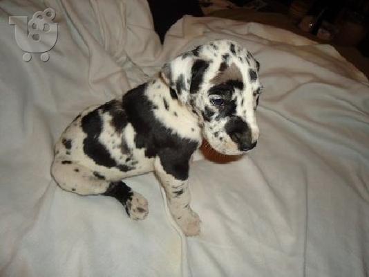 PoulaTo: Πωλούνται κουτάβια Great Dane