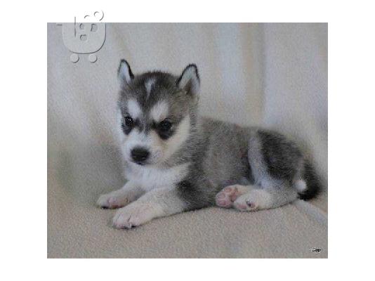 Siberian Husky