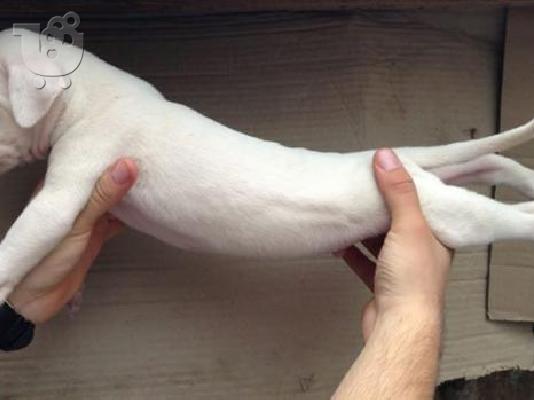 dogo argentino αρσενικα και θηλυκα