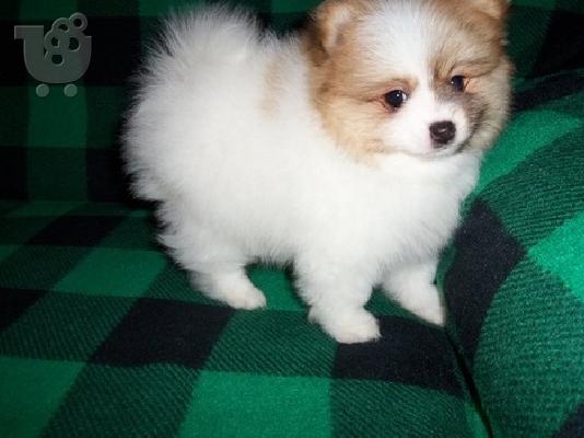 T-κύπελλο Καν. AKC κουτάβια Pomeranian προς Πώληση