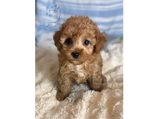 PoulaTo: Τα κουτάβια Maltipoo είναι έτοιμα τώρα