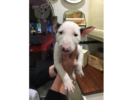 Μινιατούρα κουτάβια Bull Terrier