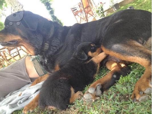 Πωλουνται 5 καθαροαιμα νεογεννητα rottweiler