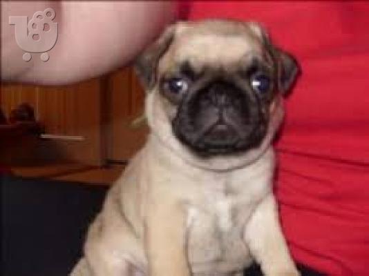 κουτάβια mopse pug για καλά σπίτια