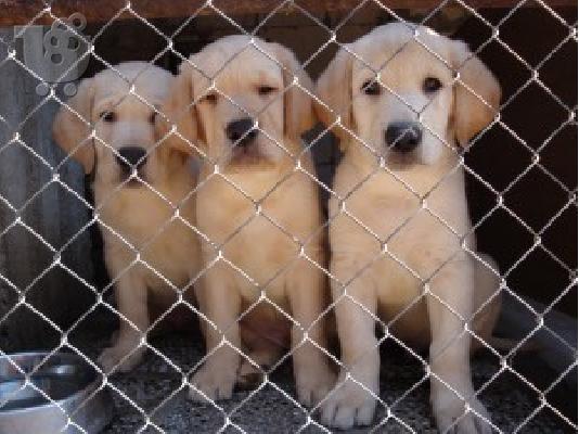 PoulaTo: LABRADOR