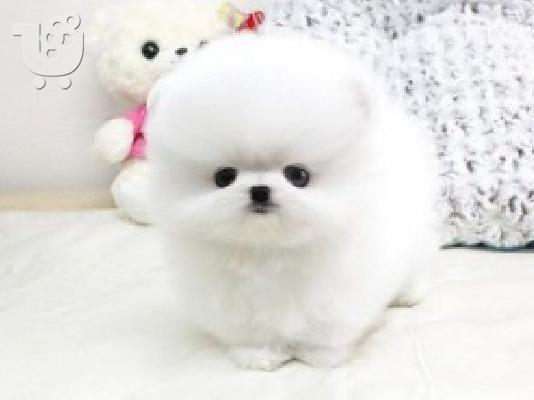 Γυναίκα AKC Pomeranian κουτάβι