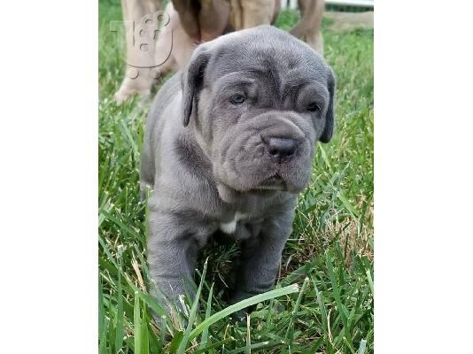 PoulaTo: Ναπολιτάνικα κουτάβια Mastiff