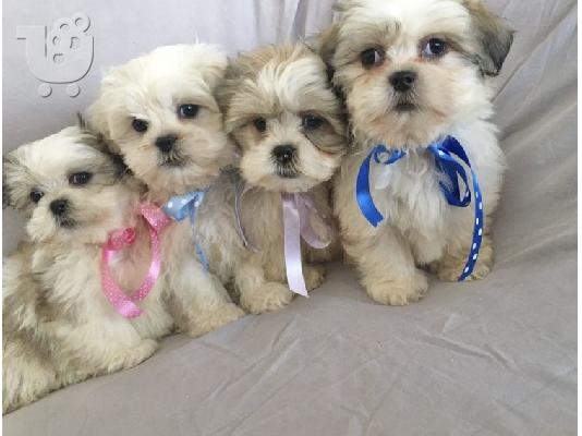 PoulaTo: Shih Tzu Puppies
