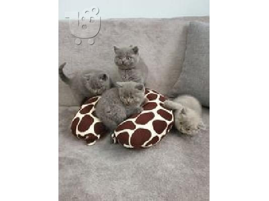 PoulaTo: British Shorthair Kittens έτοιμα προς πώληση