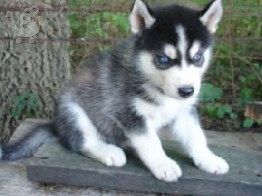 PoulaTo: Κουτάβια Husky