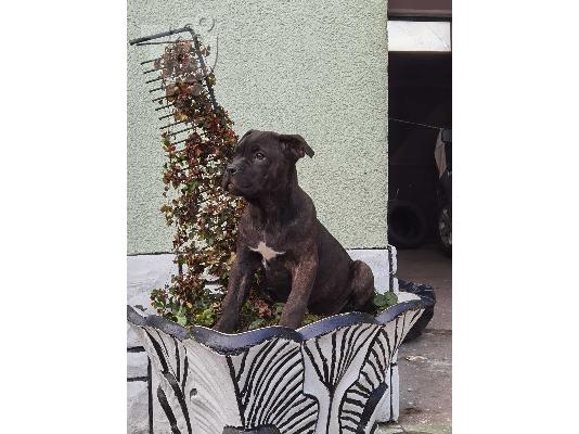 PoulaTo: Κουτάβια Cane Corso