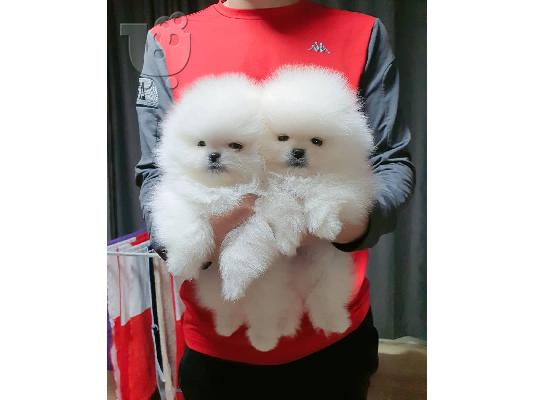 PoulaTo: Αξιολάτρευτα κουτάβια Pomeranian Pedigree
