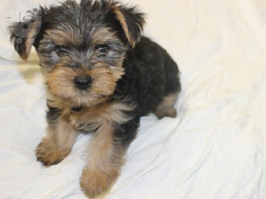 PoulaTo: κουτάβια Teacup Yorkie