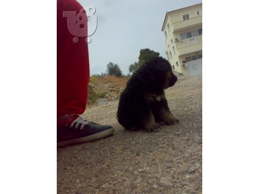 κουταβακια ποιμενικου γερμανικου σουπερ προσφορα 150 ευρο...