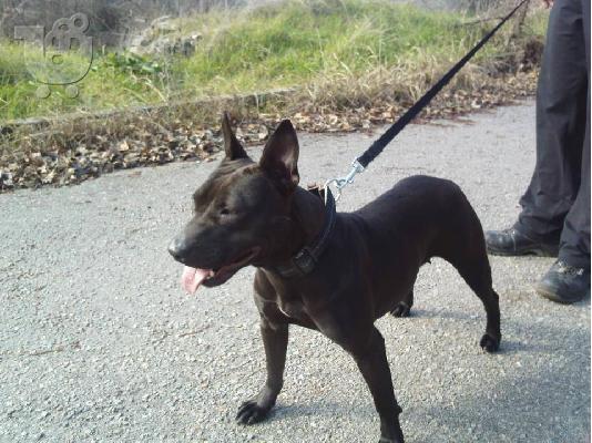 PoulaTo: χαριζονται καθαοραιμα Pitbull terrie με βιβλιαριο κ εμβολια