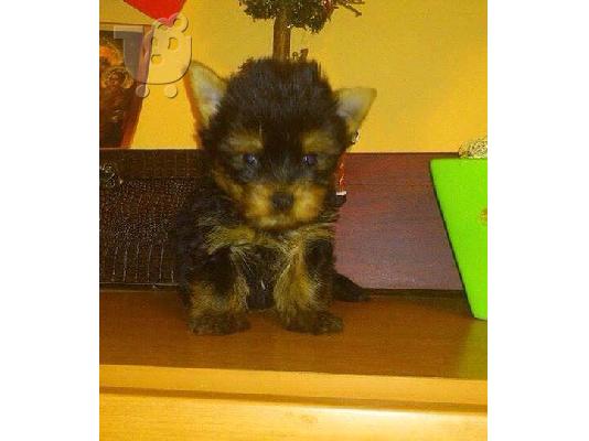 Yorkshire Terrier καθαροαιμα κουταβια Αθηνα-Θεσσαλονικη-Νησια dogsmania.gr 6979314054...