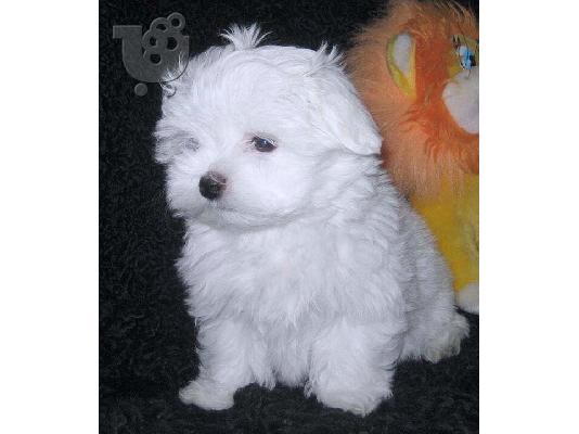 PoulaTo: Maltese mini / Μαλτεζ μινι ΚΡΗΤΗ /6979314054