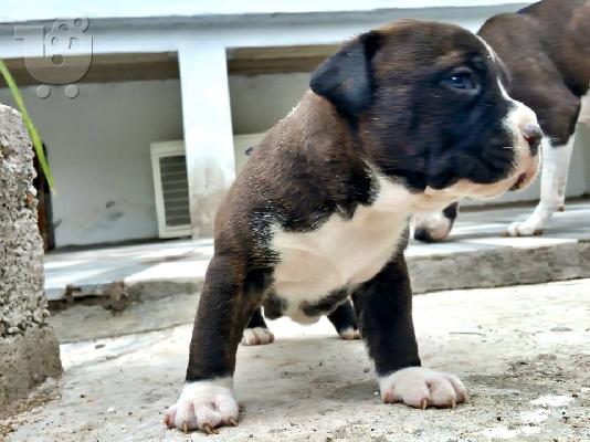 PoulaTo: American staffordshire terrier απο τα καλυτερα αιματα 6979314054