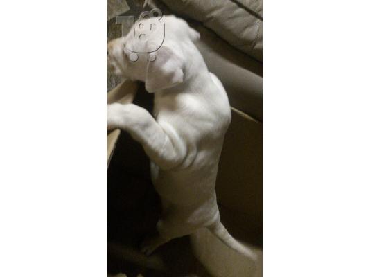 Dogo argentino