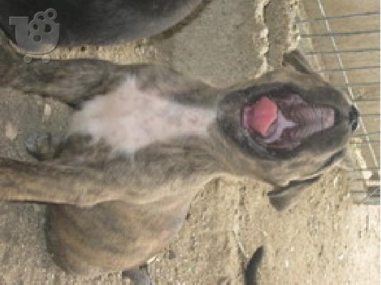 presa canario