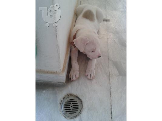 Dogo Argentino κουταβακι 2 μηνων