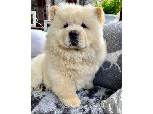 PoulaTo: Υγιή κουτάβια Chow Chow