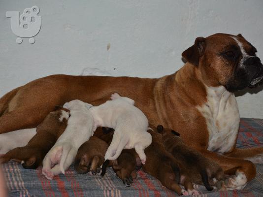 boxer