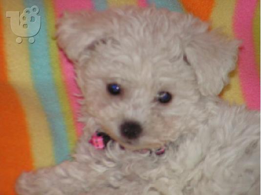 PoulaTo: BICHON FRIZE