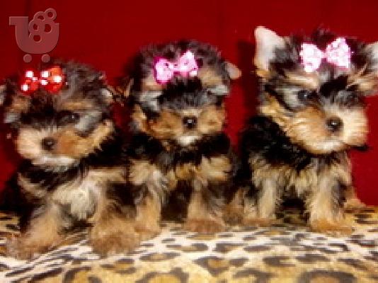 Yorkshire Terrier Super Toy, Eλευσινα