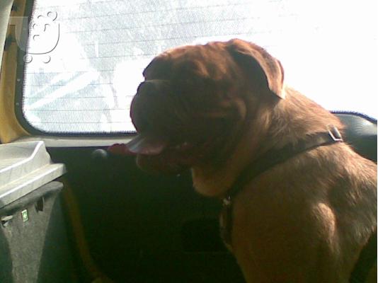 PoulaTo: ΠΩΛΕΙΤΑΙ ΘΗΛΥΚΟ DOGUE DE BORDEAUX