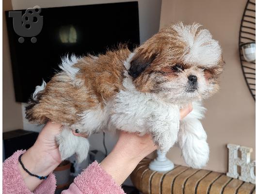 PoulaTo: Shih Tzu