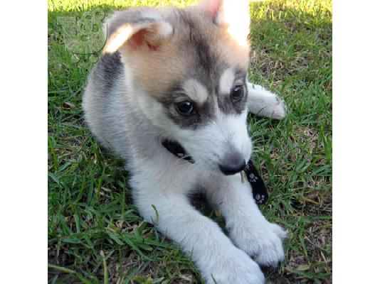 ALASKAN PUPPY για υιοθεσία