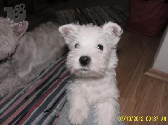 PoulaTo: White W.Highlands terrier-Άσπρος Χάϊλαντς τεριέ