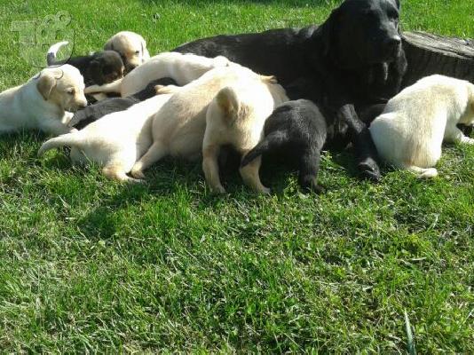 labrador