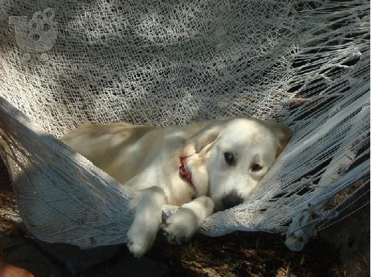 Κουτάβια Golden Retriever Χρυσός Θηραματοφόρος