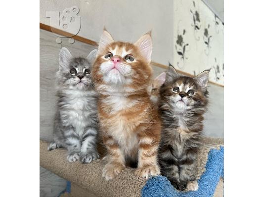 PoulaTo: Maine Coon Kittens Διαθέσιμα