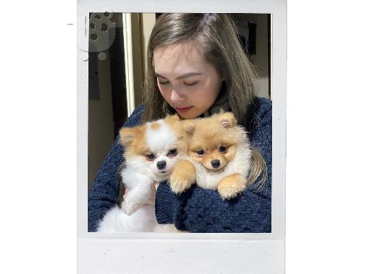 PoulaTo: Pomeranian