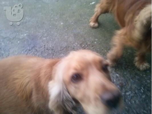ΔΙΑΘΕΣΙΜΑ ΚΑΘΑΡΟΑΙΜΑ ΚΟΥΤΑΒΙΑ COCKER SPANIEL (KOKER ESPANIEL)