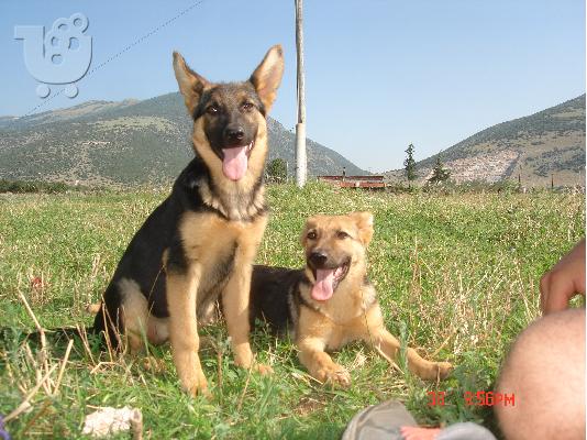 GERMAN SHEPHERD female 5 months