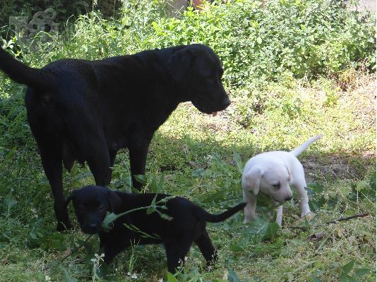 labrador
