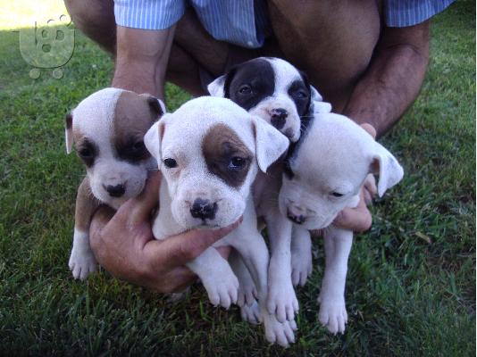 PoulaTo: ΠΩΛΟΥΝΤΑΙ ΚΑΘΑΡΟΑΙΜΑ ΚΟΥΤΑΒΙΑ PITBULL