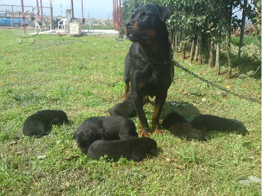 pwlountai koutavia rottweiler