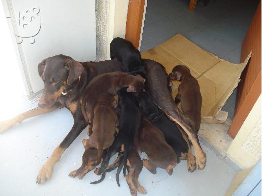 Doberman