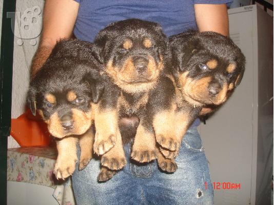 PoulaTo: rottweiler
