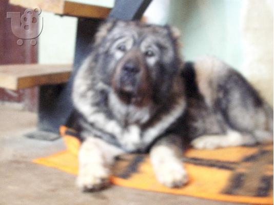 Kennel "Duchman" sale male Caucasian Shepherd