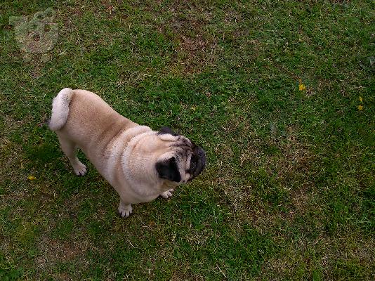 pug mops