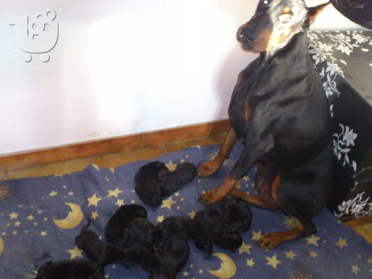 KOYTABIA DOBERMAN