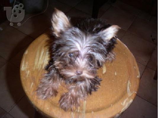 PoulaTo: Yorkshire Terrie