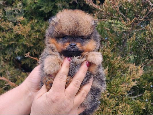 PoulaTo: Mini, tea cup pomeranian